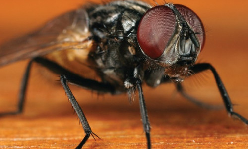 1, 2, 3… PARTEZ Lutte contre  les mouches en  bâtiments d’élevage