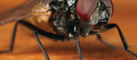 1, 2, 3… PARTEZ Lutte contre  les mouches en  bâtiments d’élevage