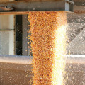 Stockage de céréales : les insectes du silo ne viennent pas du champ