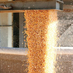 Stockage  de céréales :  les insectes du silo ne viennent pas  du champ