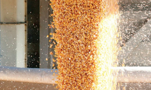 Stockage  de céréales :  les insectes du silo ne viennent pas  du champ