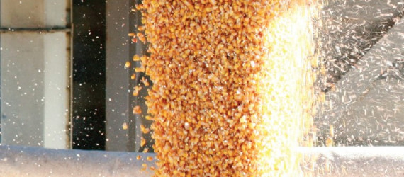 Stockage  de céréales :  les insectes du silo ne viennent pas  du champ