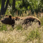 La population d’ours en augmentation dans les Pyrénées