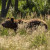 La population d’ours en augmentation dans les Pyrénées