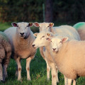 OVINS VIANDE Reconstituer son troupeau après FCO