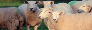 OVINS VIANDE Reconstituer son troupeau après FCO