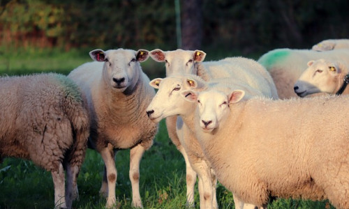 OVINS VIANDE Reconstituer  son troupeau  après FCO