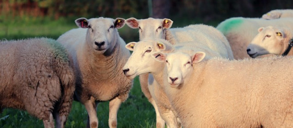 OVINS VIANDE Reconstituer  son troupeau  après FCO