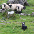 C’est quoi un Border Collie « à papier » ? 3ème partie : TI et requalification