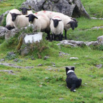 C’est quoi  un Border Collie  « à papier » ?  3ème partie : TI et requalification