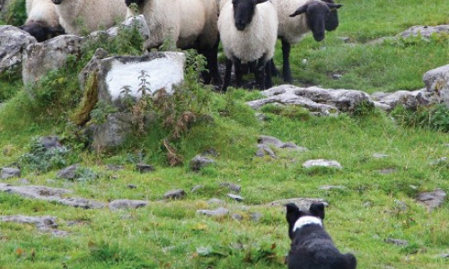 C’est quoi  un Border Collie  « à papier » ?  3ème partie : TI et requalification