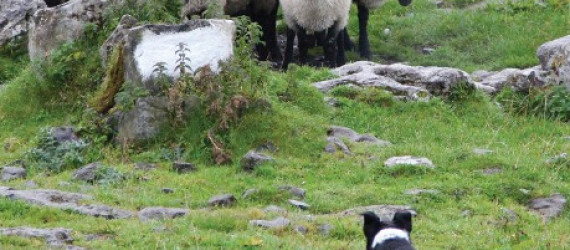 C’est quoi  un Border Collie  « à papier » ?  3ème partie : TI et requalification